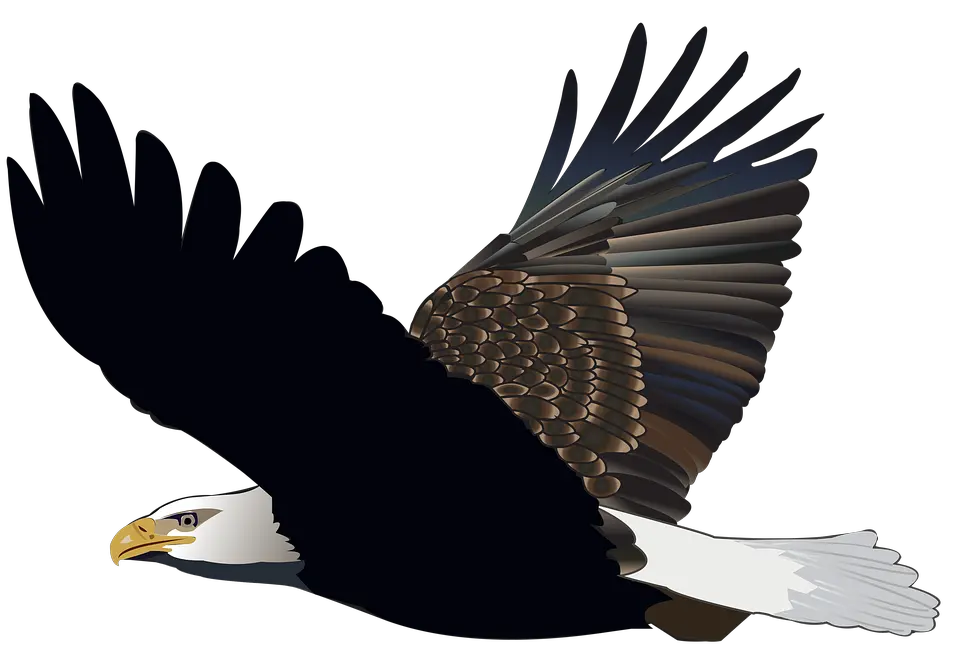  Bird Eagle Flying Feather Nature American Flight Eagle Gambar Burung Elang Png Feather Transparent Background