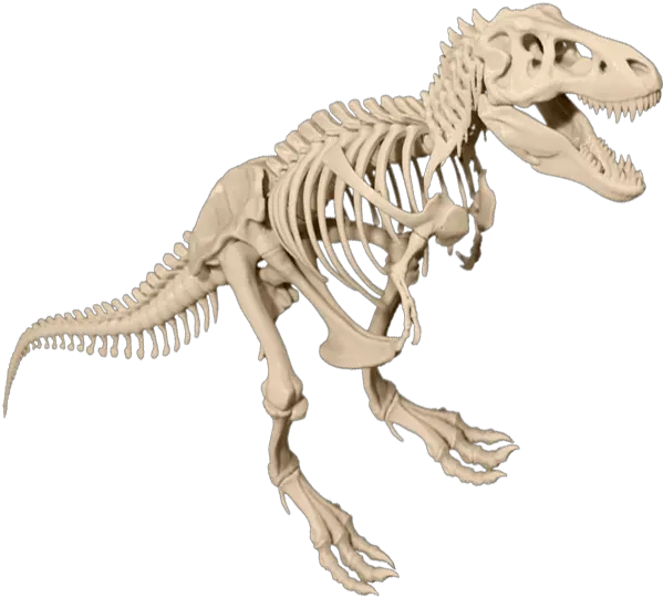  T T Rex Skeleton Png Skeleton Png Transparent