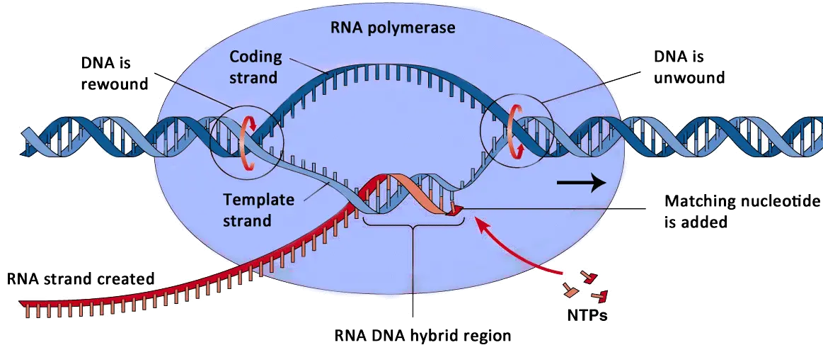  Download Williams Syndrome Dna Hd Png Uokplrs Rna Polymerase In Protein Synthesis Dna Strand Png