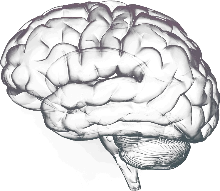  Transparent Images Pictures Photos Brain Png Free Brain Transparent Image