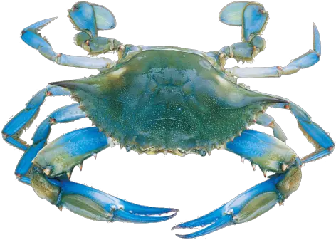  Transparent Background Blue Crab Clipart Do Blue Crabs Live Png Crab Transparent Background