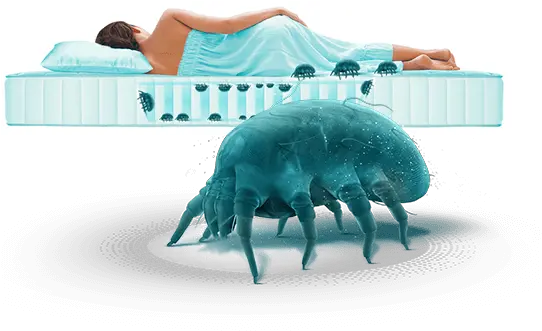  Dust Mites Up To 2 Million In Your Mattress Mattress Png Dust Transparent