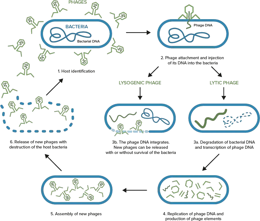  Phages Natural Predator Viruses Of Bacteria Bacteriophage And Bacteria Png Bacteria Transparent