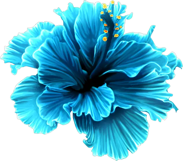  Blue Hibiscus Flower Png U0026 Free Flowerpng Blue Tropical Flower Clipart Hibiscus Flower Png