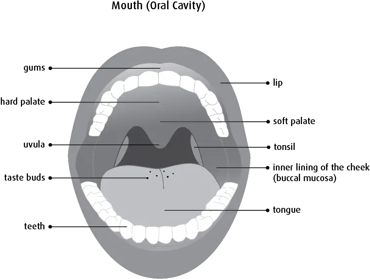  What Is Oral Cancer Canadian Cancer Society Diagram Of Oral Cancer Png Mouth Transparent