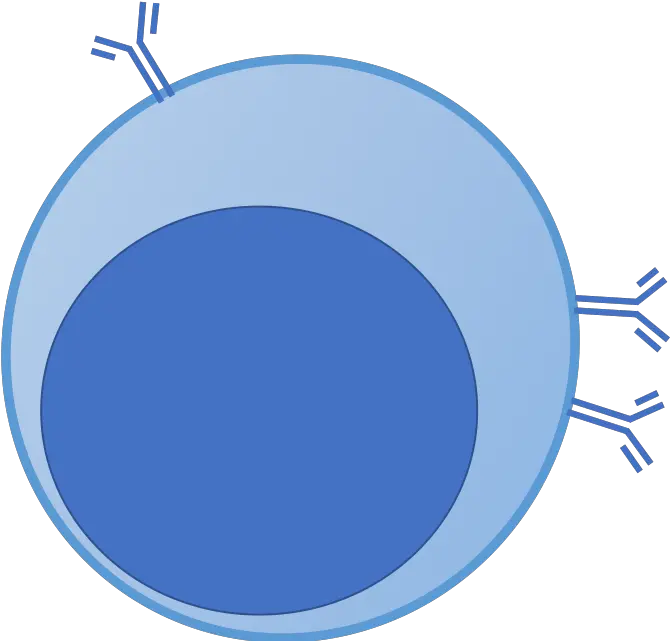  B Cell U2013 Maria Lafaille Lab Mörk Materia Png Cell Icon Png