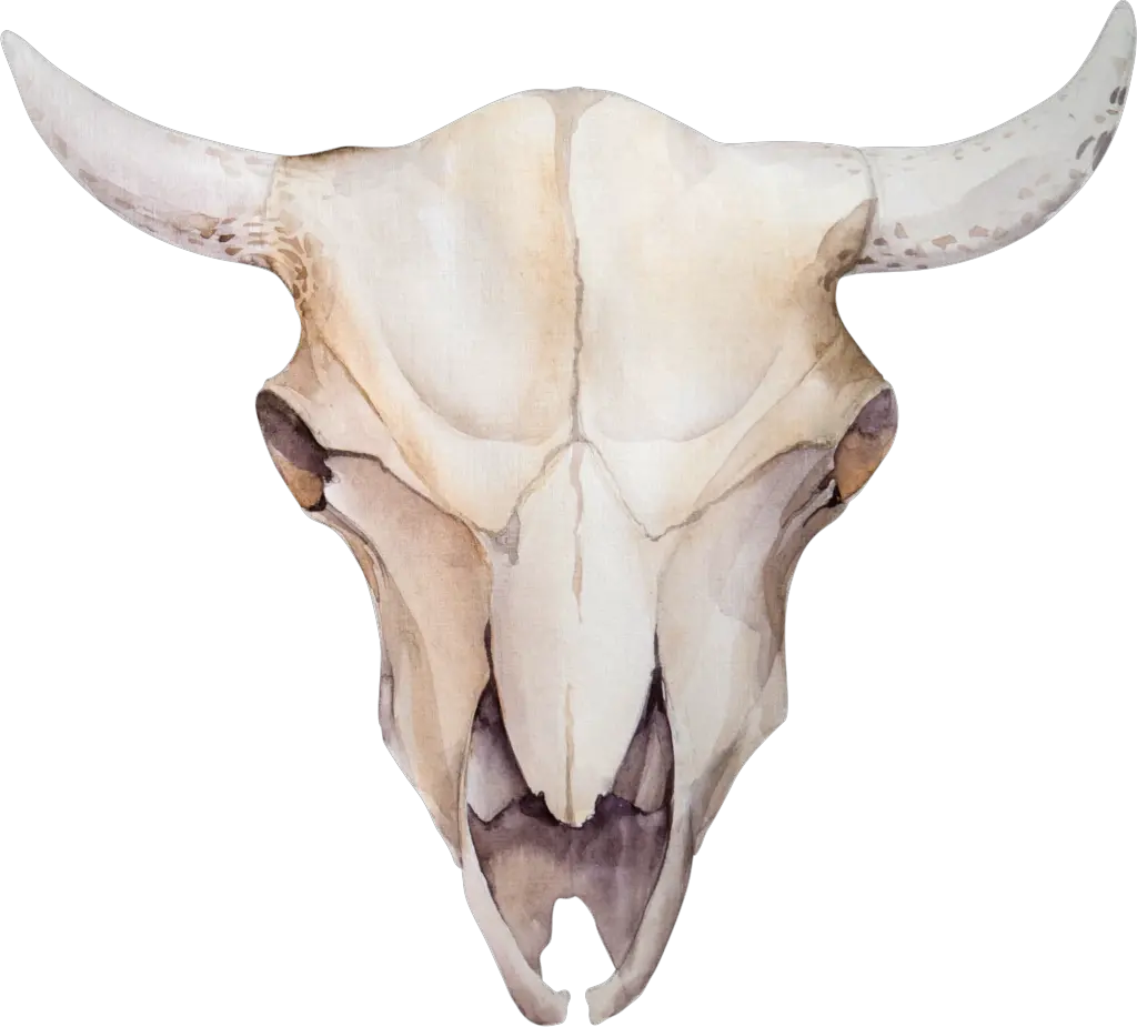  Animal Skulls Skeleton Bone Search Png Bull Skull Png Bone Png