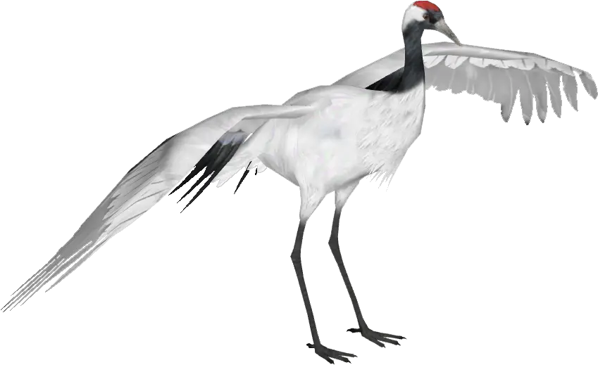  Download Red Crowned Crane Red Crowned Crane Png Full Red Crowned Crane Png Crane Png