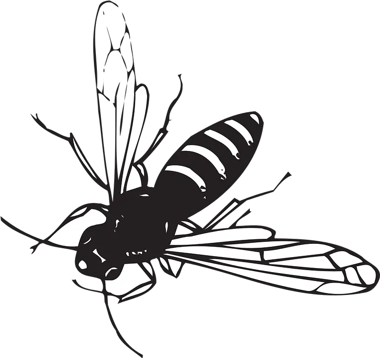  Bee Flying Stripes Free Vector Graphic On Pixabay Fly Insect Black And White Png Fly Png