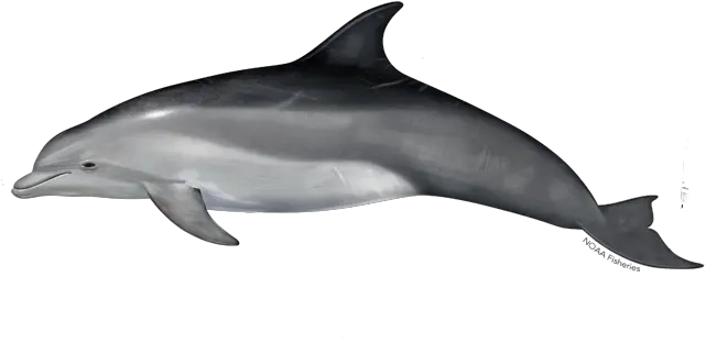  Common Bottlenose Dolphin Bottlenose Dolphin Png Dolphin Transparent Background