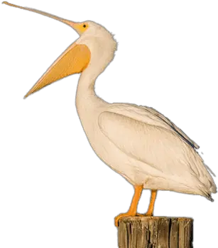  Download Brown Pelican Transparent Png American White Pelican Pelican Png