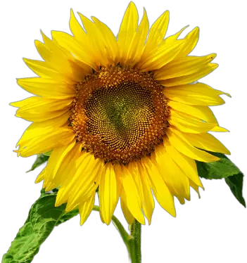  Ovarian Cancer Canada Sunflower Png Canada Png