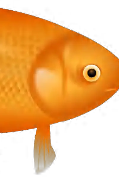  Flif Goldfish Png Interlaced Png