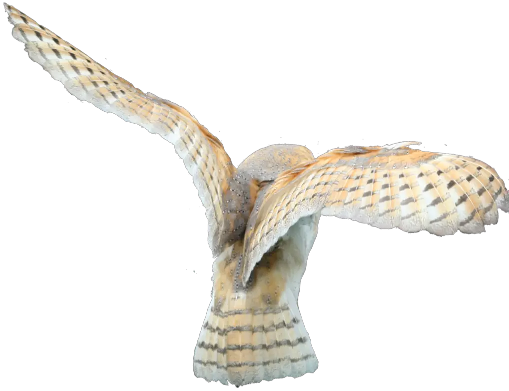  Barn Owl Png Official Psds Transparent Owl Flying Png Owl Png