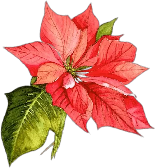  Watercolor Painting Flower Watercolor Christmas Flowers Png Poinsettia Png