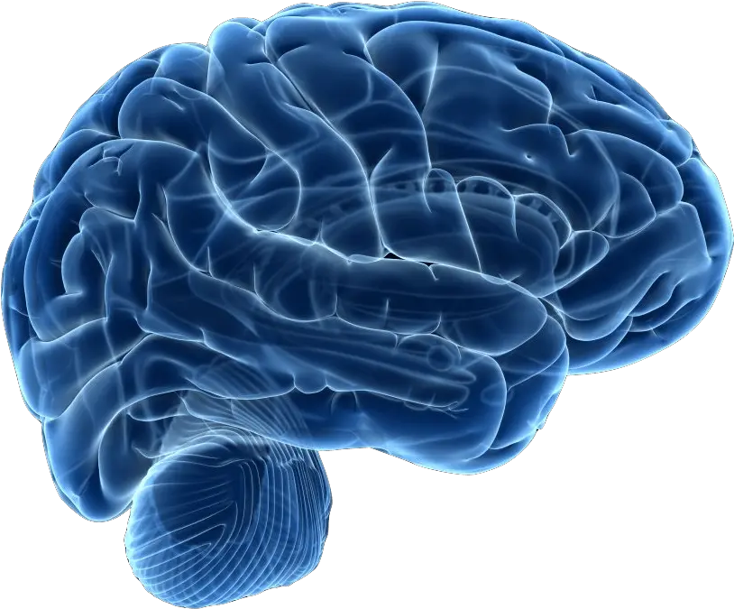  Human Brain Neuroimaging Neuroscience Human Brain Png Human Brain Png