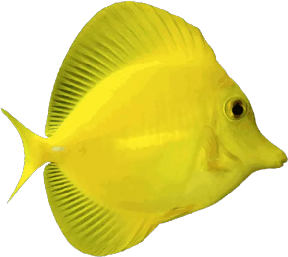  Ocean Fish Png 6 Image Fish On A Transparent Background Ocean Fish Png