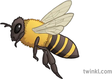  Bee Emoji Twinkl Newsroom Ks2 Bee Emoji Png Bee Emoji Png