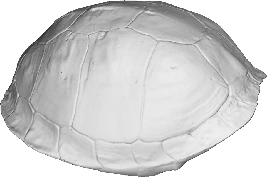  Download Turtle Shell 3d Scan Tortoise Full Size Png Transparent Turtle Shell Png Tortoise Png