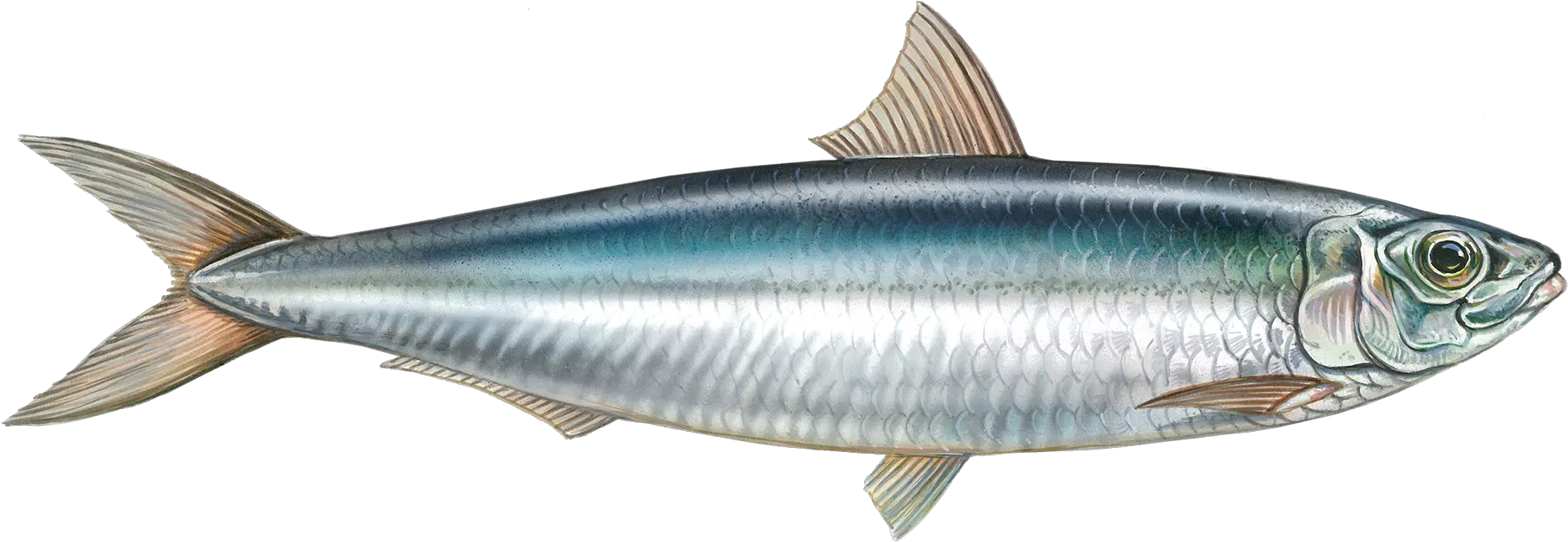  About Our Frozen Fish Products Supplier For Africa Asia Transparent Sardine Fish Png Bass Fish Png