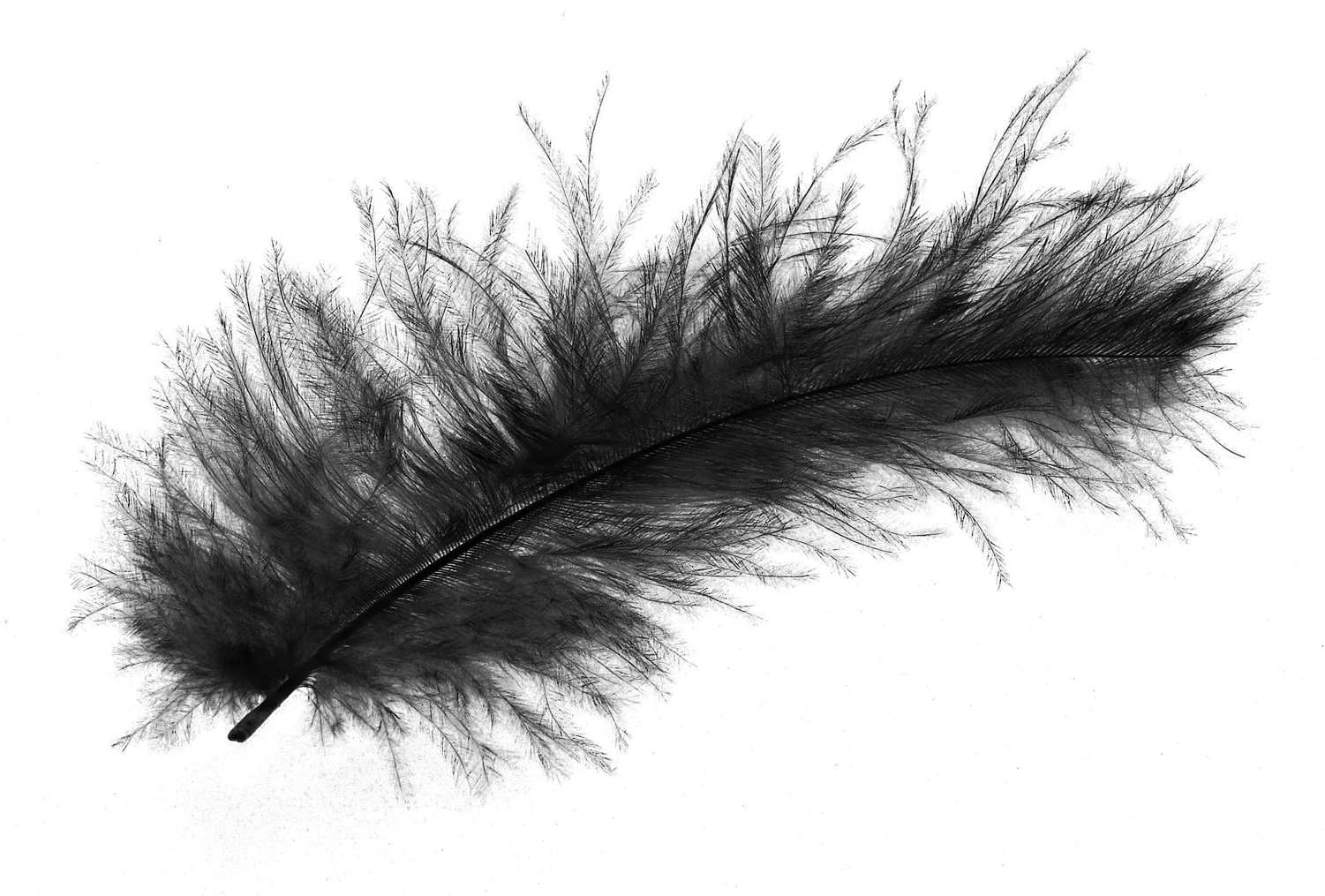  Png Image Purepng Free Transparent Cc0 Feather Background