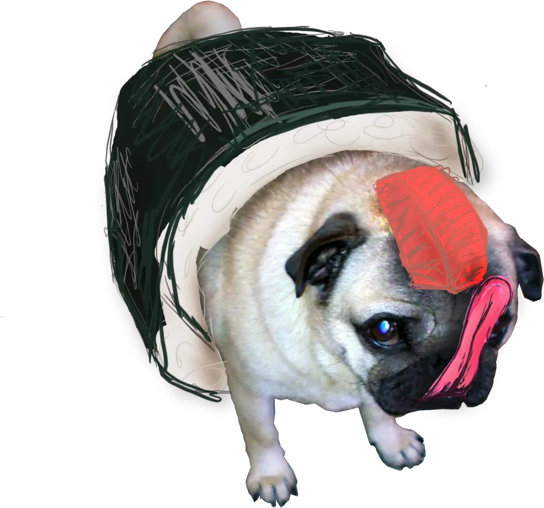  Download Transparent Pugs Drawn Sushi Pug Transparent Pug Pug White Transparent Background Png Pug Transparent Background