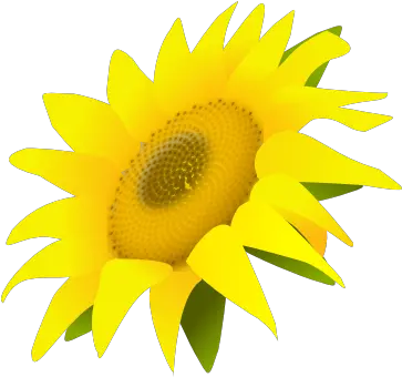  Sunflower Png Side View Sunflower Transparent Sunflower Transparent Background