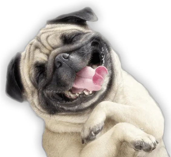  Funny Funny Dog Png Pet Png