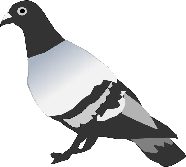  Pigeons And Doves Rock Dove Bird Png Pigeon Clipart Doves Flying Png