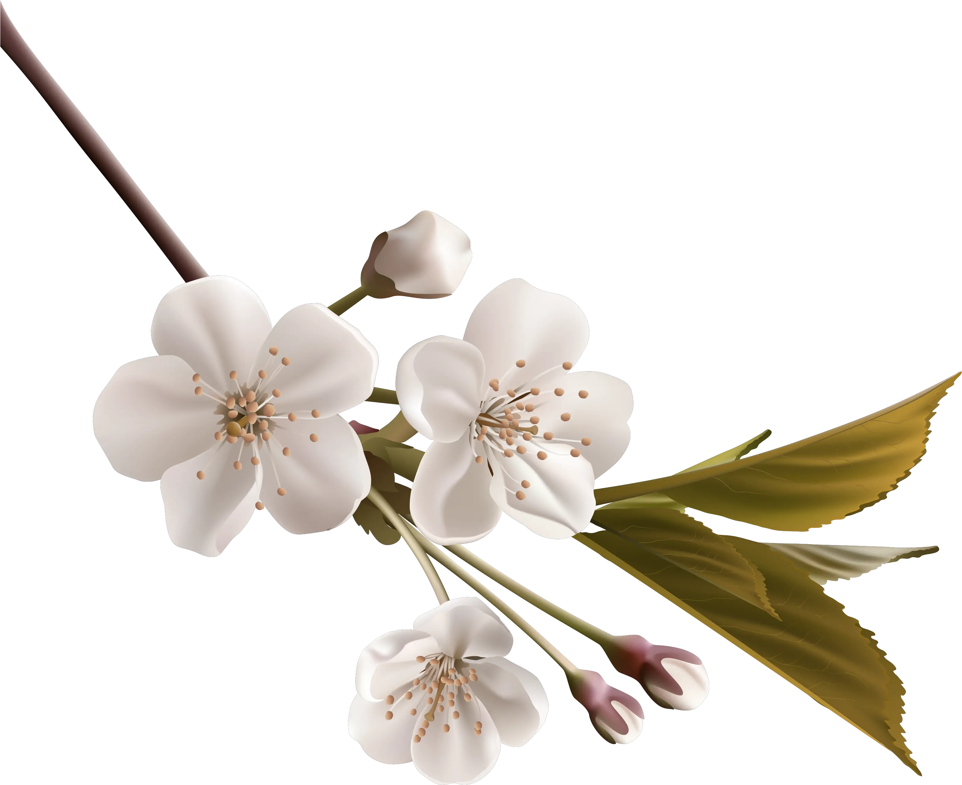  Tree Branch Clipart Png Cherry Blossom White Png Transparent Orange Blossom Png Cherry Blossom Branch Png