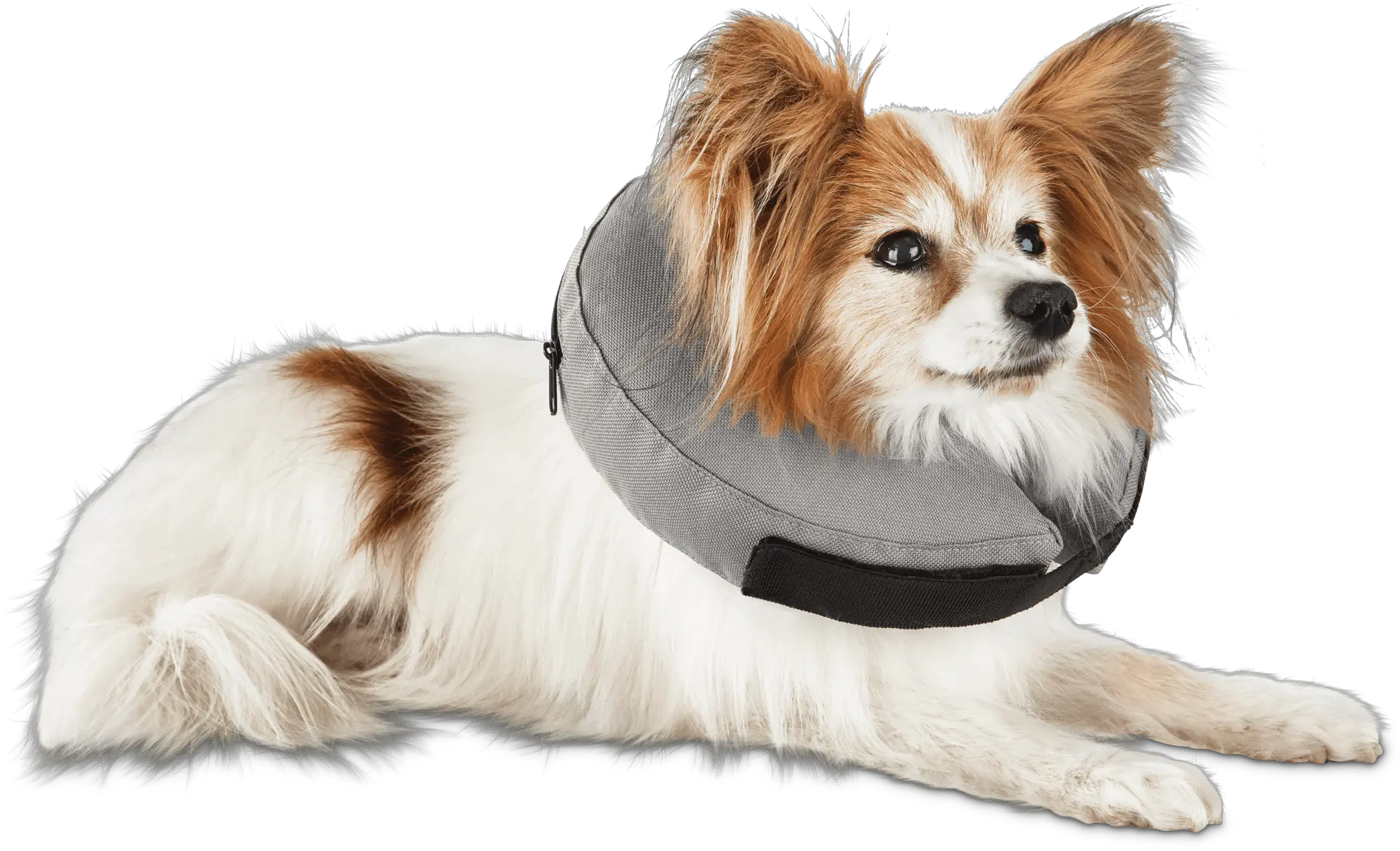  Well Good Inflatable Collar For Dogs Dog Clothes Png Platinum Cats Vs Dogs Icon