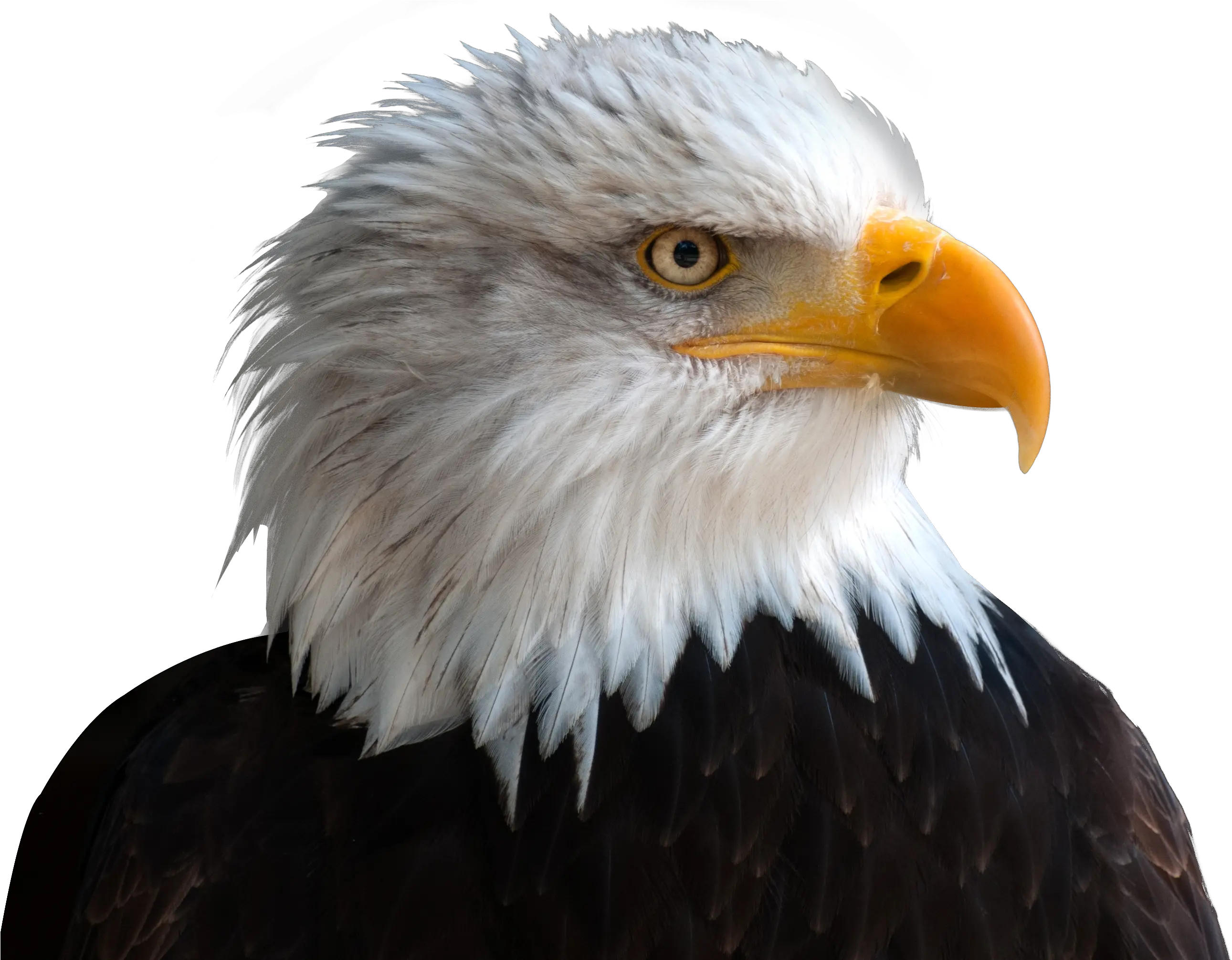  Download Free Png Eagle Image Purepng Free Transparent Background Eagle Png Fly Transparent Background