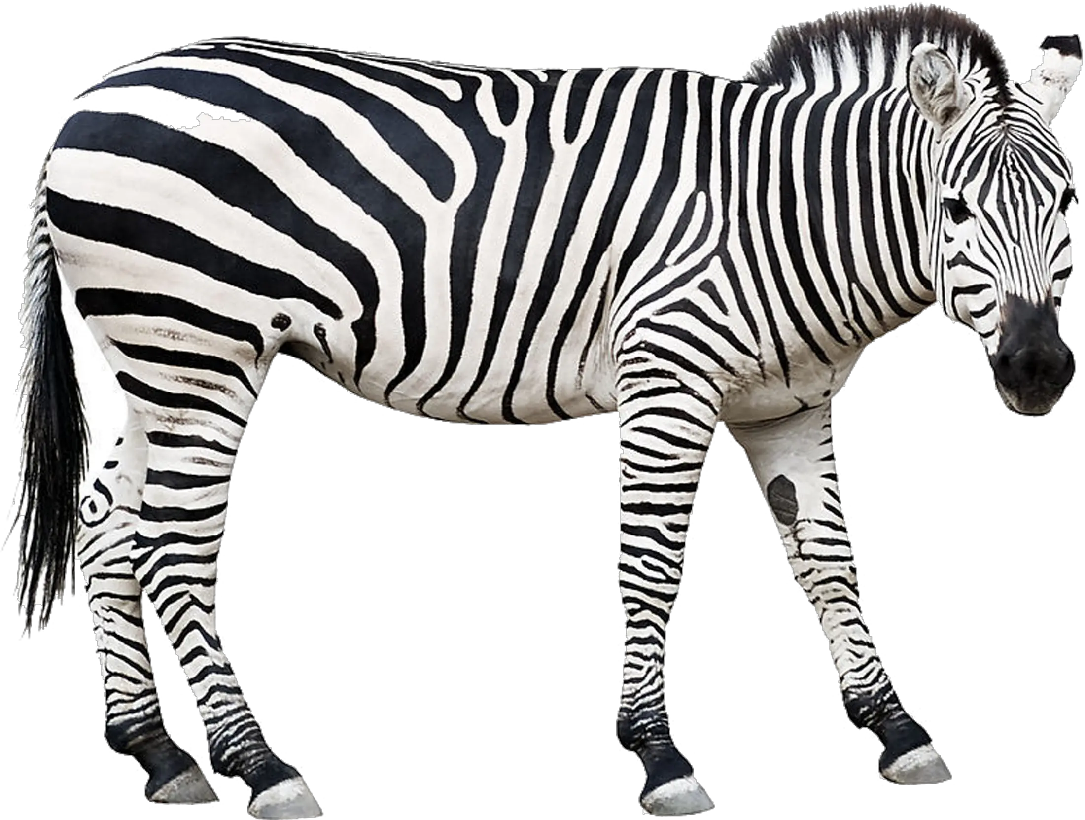  Picture Free Zebra Stock Photography Clip Zebra Cut Out Wild Animalst Clipart Black And White Png Cut Png