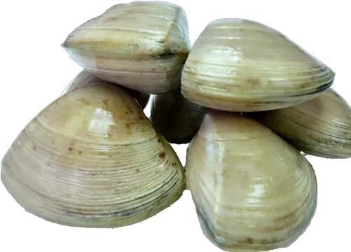  Clams Png Photos Clams Png Clam Png