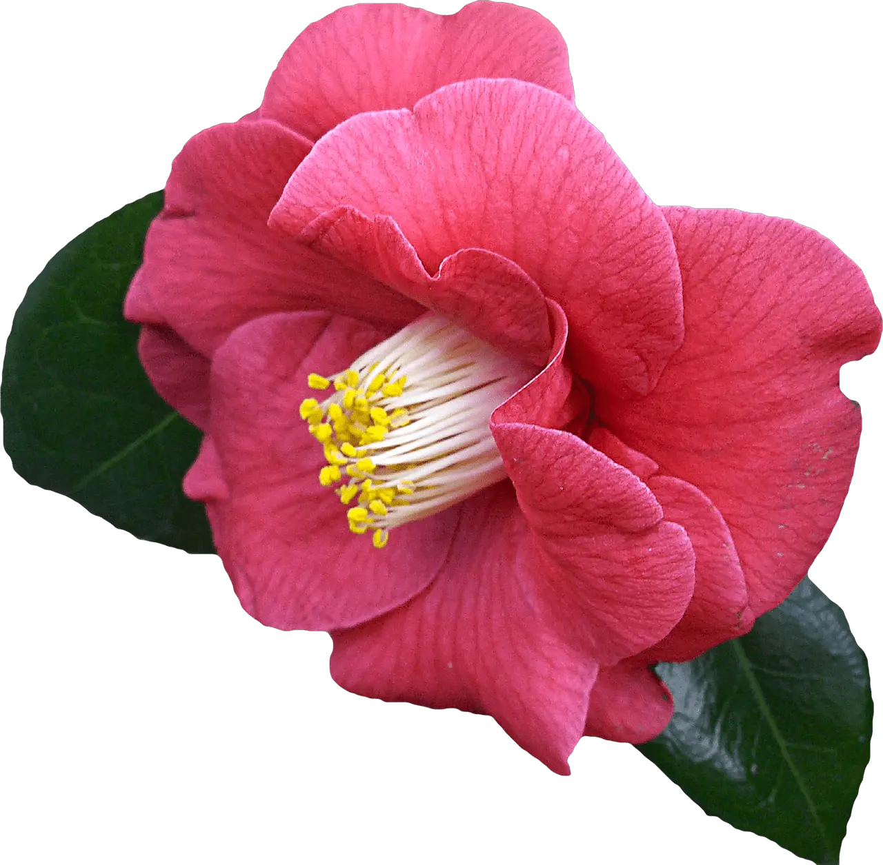  Free Photo Flower Graphics Png Clipping Max Pixel Transparent Camellia Flower Png Pixel Flower Png