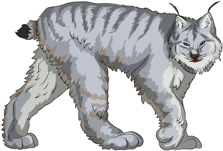  Canadian Lynx Clipart Free Download Transparent Png Lynx Clipart Lynx Png