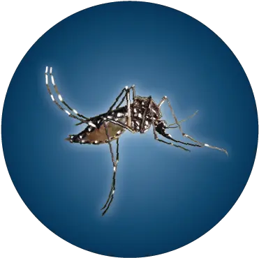  Resources Greater Los Angeles County Vector Control District Mosquito Png Mosquito Transparent