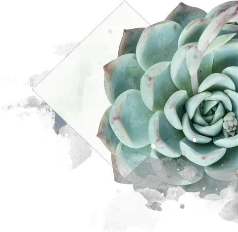  The Newest Flower Hand Succulent Plants Png Succulent Transparent Background