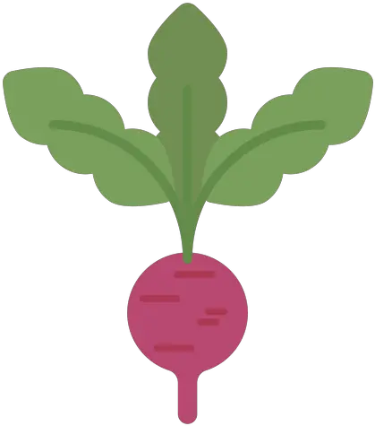  Radish Design Element Transparent Png U0026 Svg Vector Plantacao De Rabanete Desenho Design Elements Png