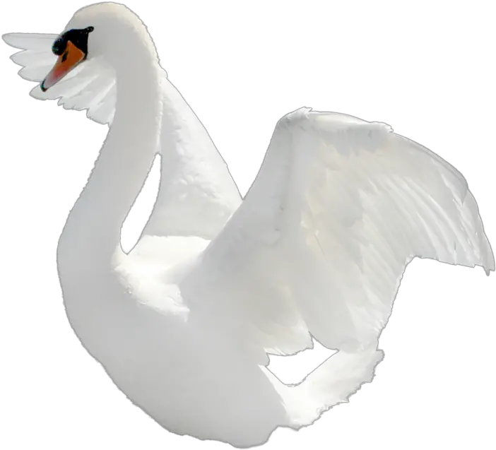  Swan Icon Png Swan Hd Png Transparent Background Swan Png