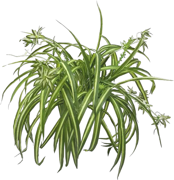  Chlorophytum Comosum De La Nasa Aire Limpio Estudio Chlorophytum Comosum Png Hanging Spider Png