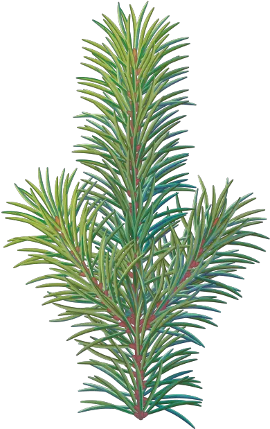  Download Pine Tree Branch Western Yew Png Pine Tree Branch Png