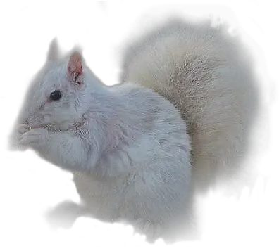  Kazcreations White Squirrel Picmix Fox Squirrel Png Squirrel Transparent