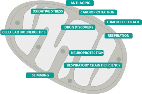  Mitologics Colorfulness Png Mitochondria Png