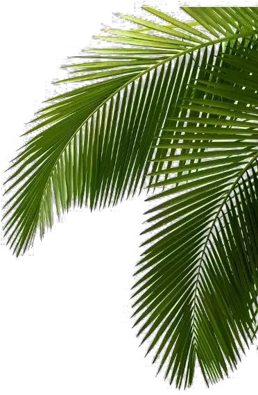  Tropical Palm Tree Png Free File Download Play Tropical Palm Leaves Tropical Tree Png