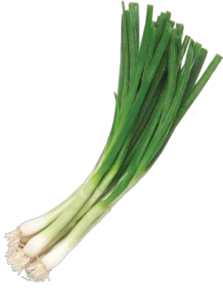  Egyptian Spring Onion For Export Planet Green Green Onion Transparent Background Png Onion Png