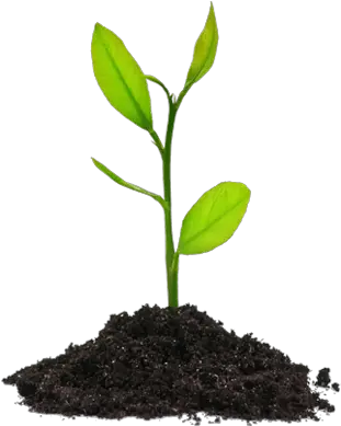  Plant Growing Transparent U0026 Png Clipart Free Download Ywd Seed Plant Png Plant Transparent Background