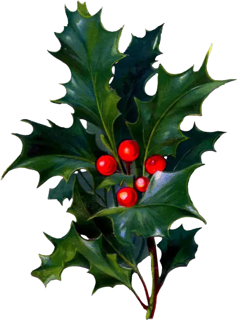  Christmas Card Birthday Wish Clip Art Holly And Berries Merry Christmas Wishes For Soldiers Png Berries Png