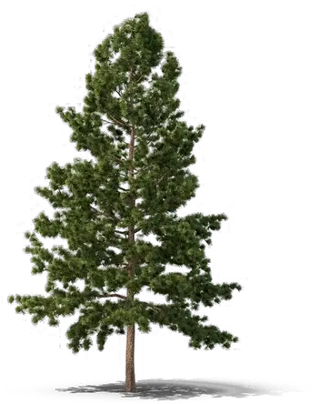  Christmas Fir Tree Download Free Png Png Play Evergreen Tree Png Pine Tree Transparent Background