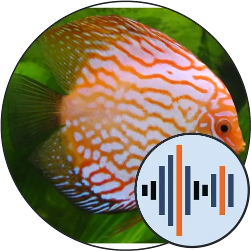  Fish Soundboard 101 Soundboards Fish Png Discus Icon